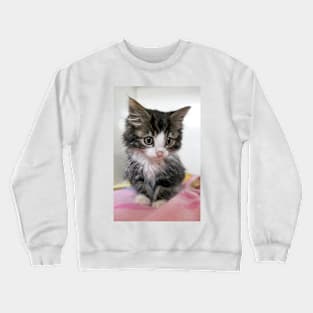 Itty Bitty Cutie Kitty Crewneck Sweatshirt